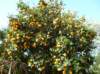 p1010076_orange_tree_small.jpg