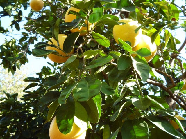 p1010147_pomelos.jpg